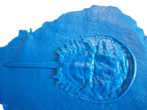 Fossil Print Rubber Mold Stamp for Concrete or Drywall Plaster - Image 11