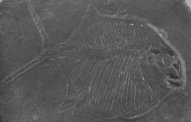 Fossil Print Rubber Mold Stamp for Concrete or Drywall Plaster - Image 9