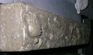 Concrete Edge Form Liner - 2" Coral Reef Sea Shell - Image 3